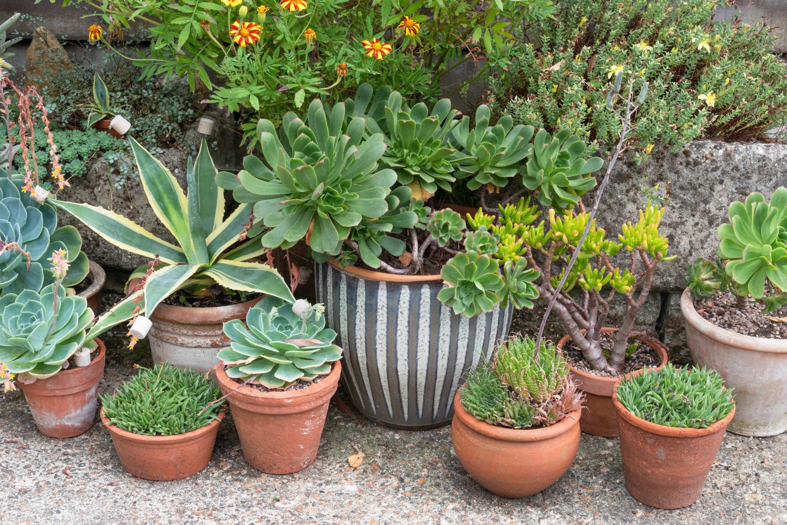 Arnnie's Garden