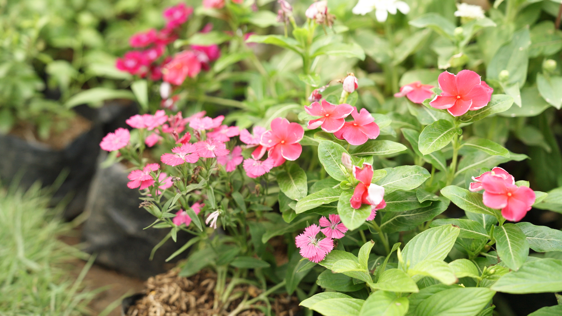 Greenland Plants & Orchid Center_Flowers