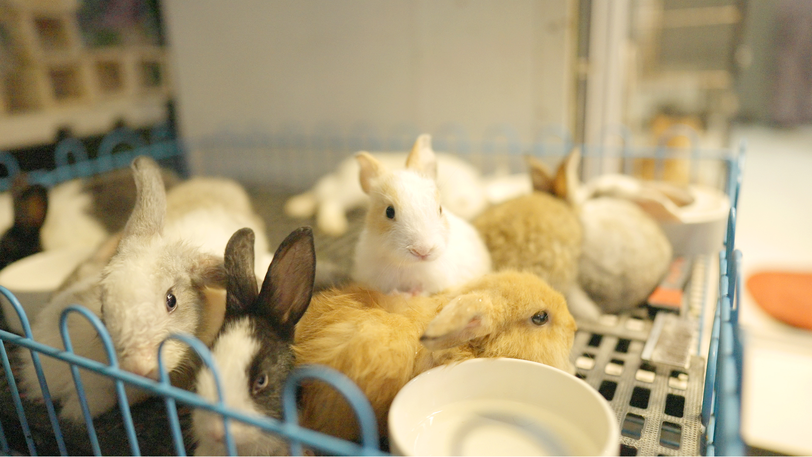 Pet Center_Bunnies