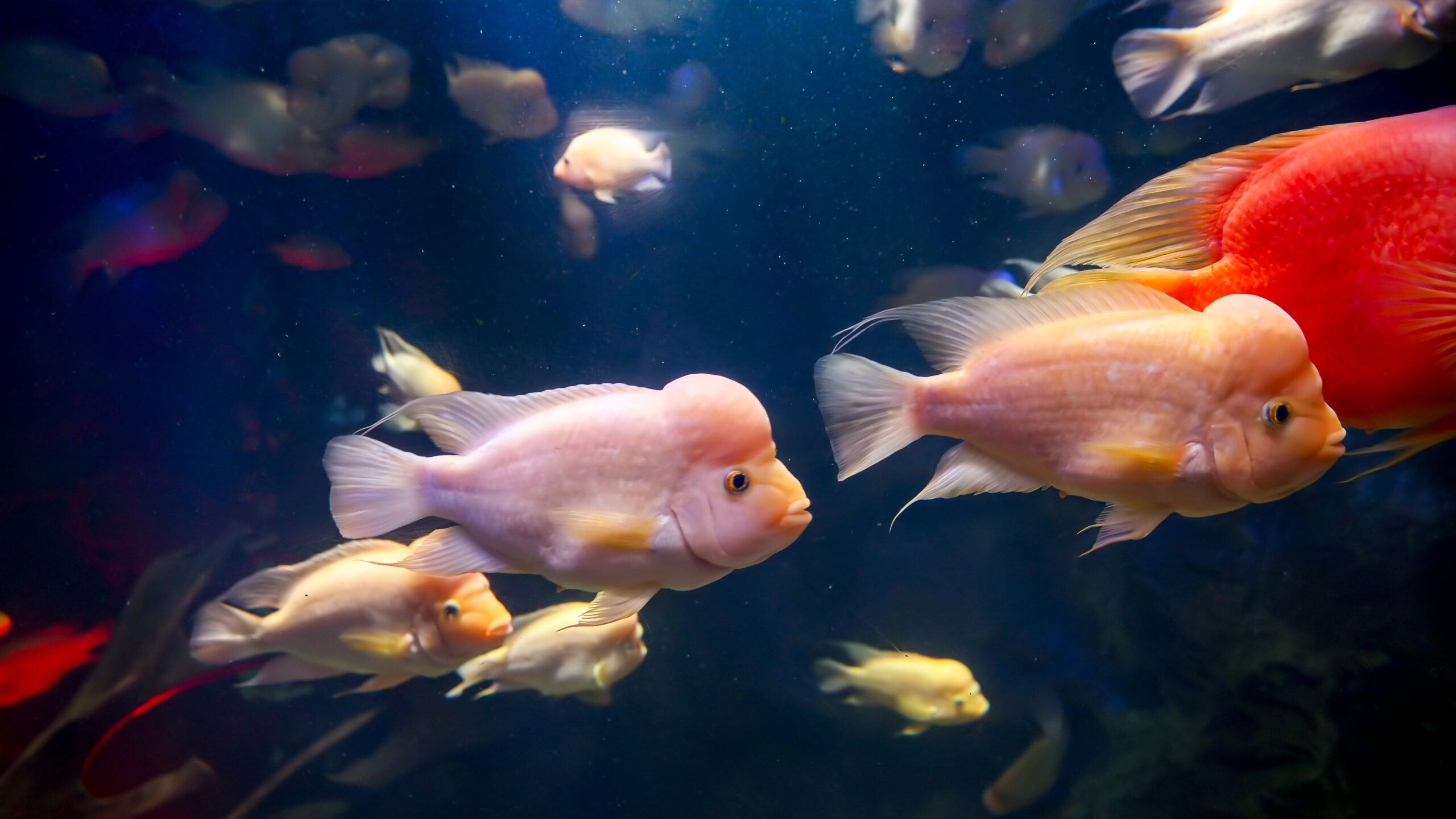 Aquatrend Pet Shop