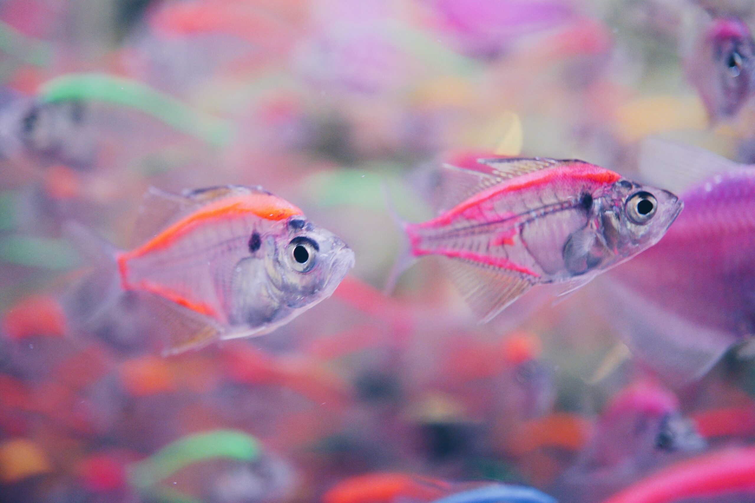 All About Fish Trading