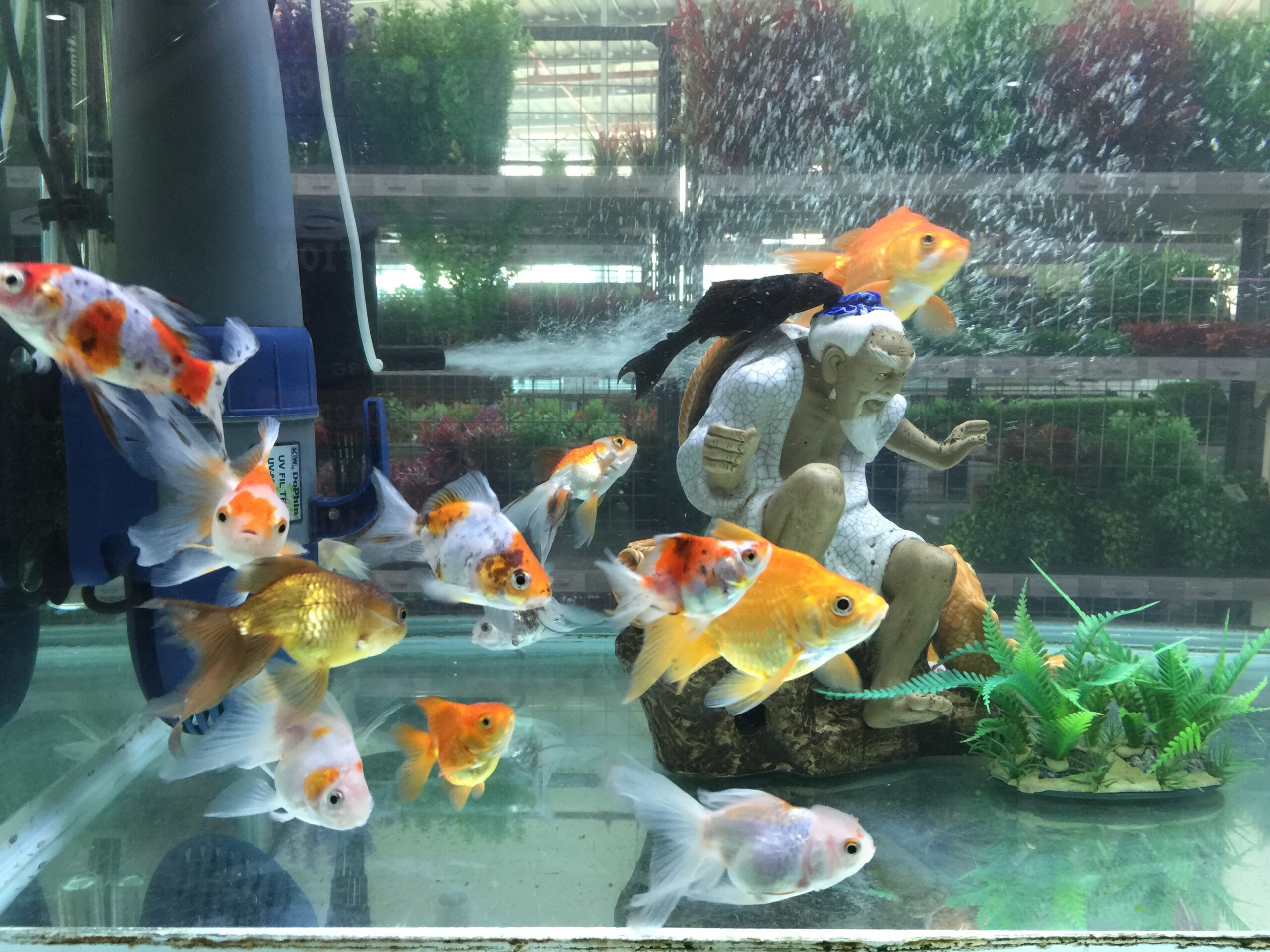 Aquejaylan Pet Shop