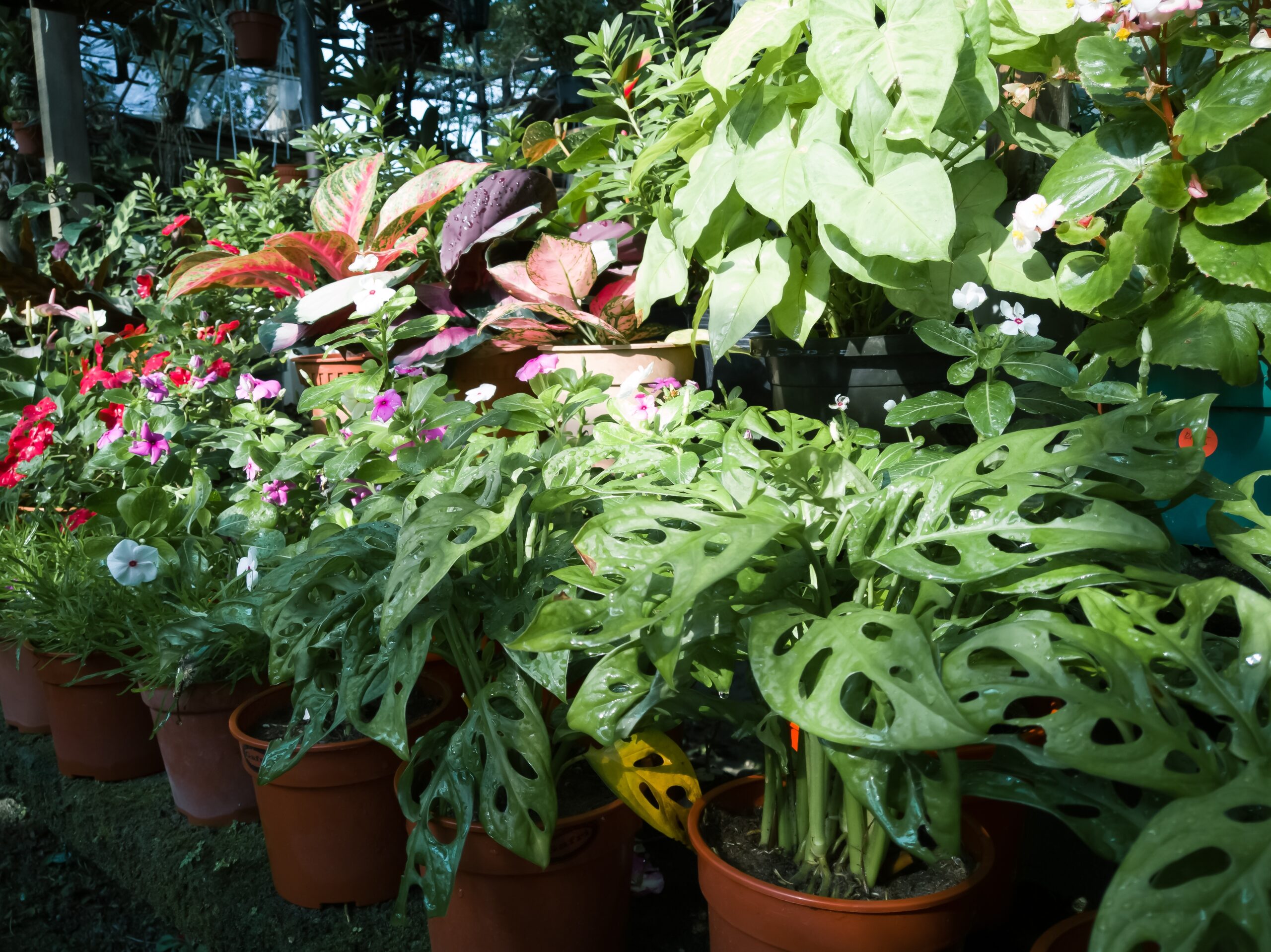 Bettina's Green Ornamental Plants