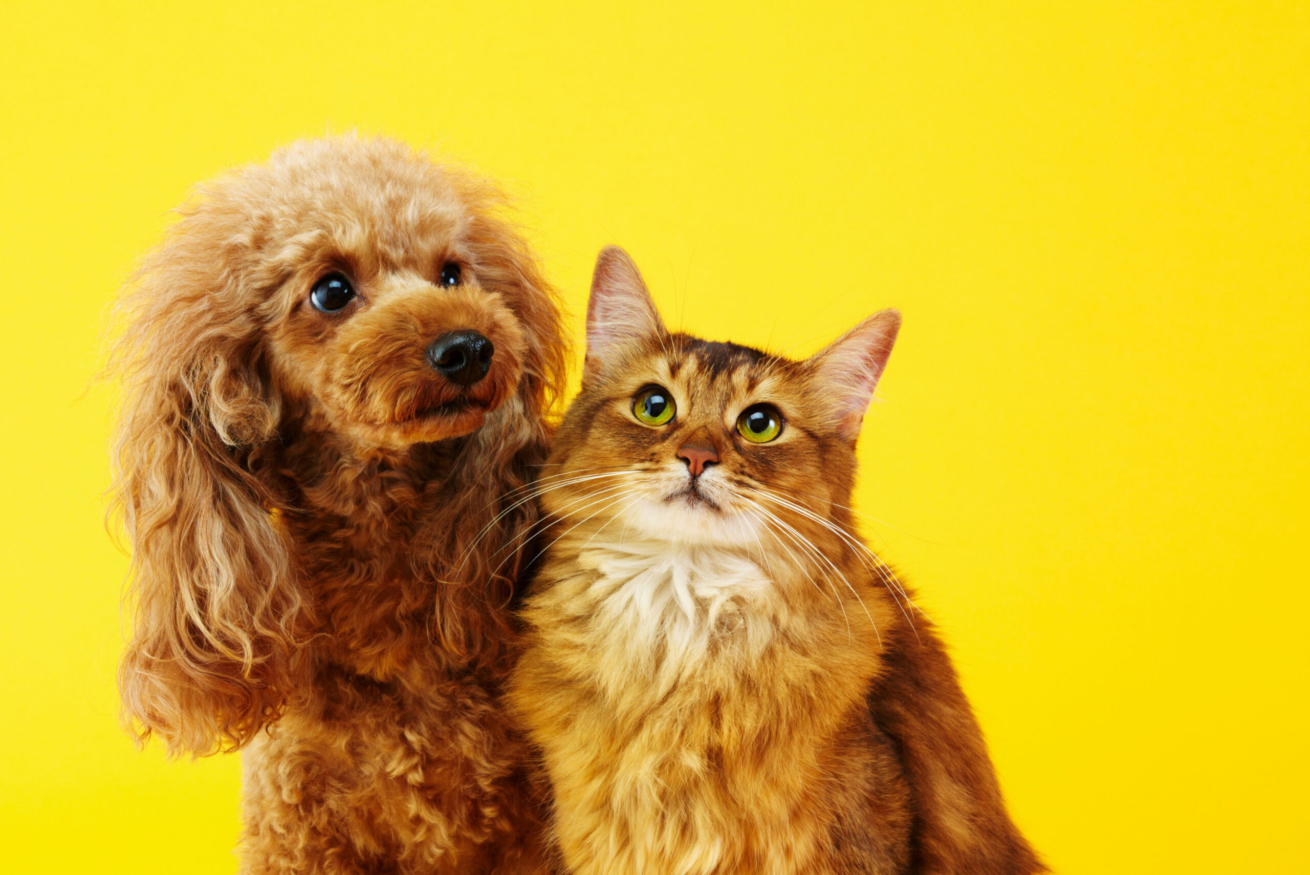 Bark For Love Pet Store