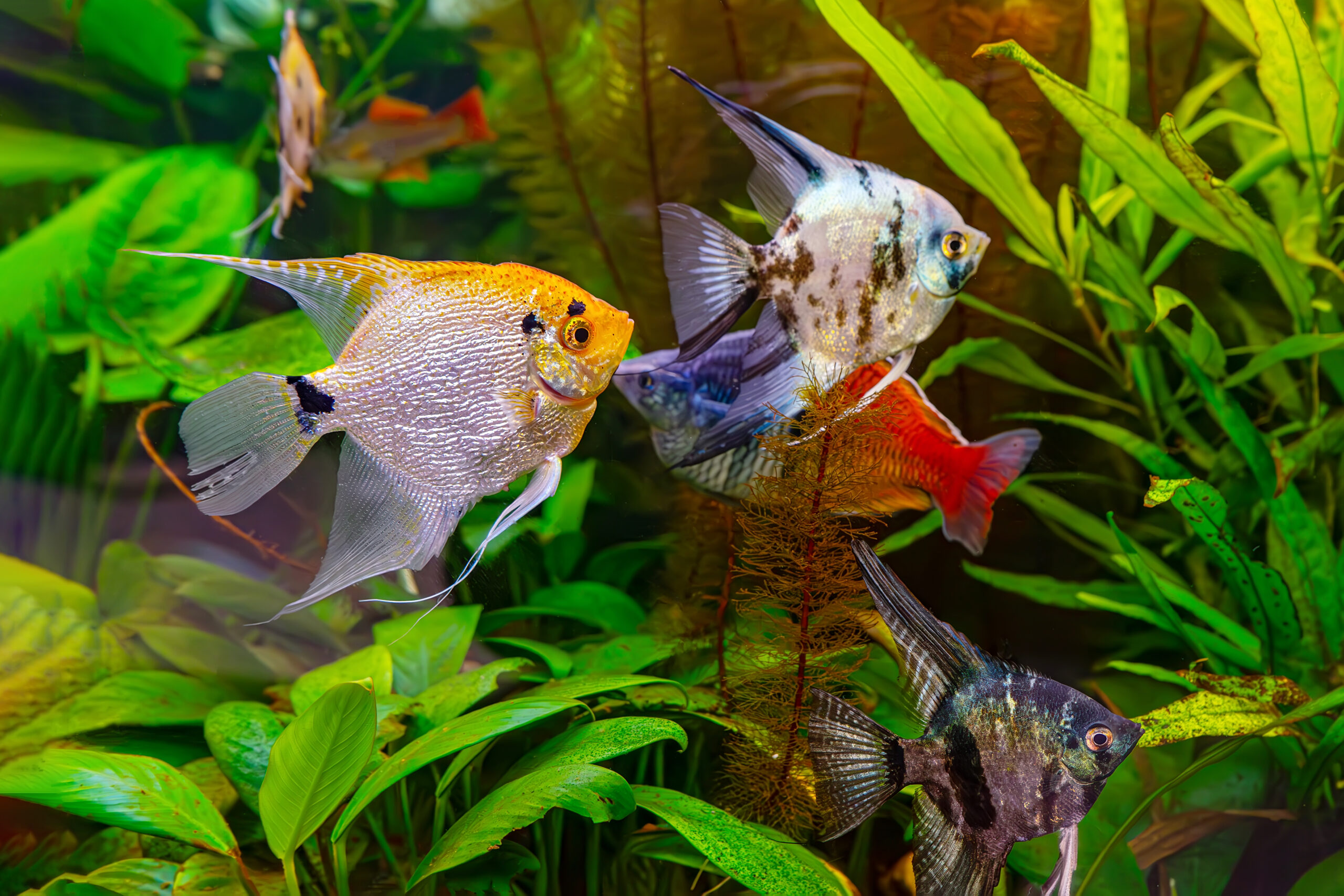 Aquejaylan Petshop